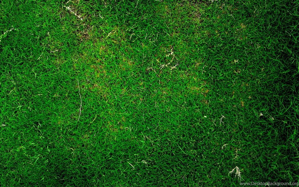 Зеленое поле