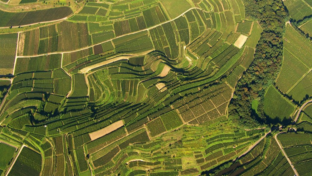 Лес вид сверху