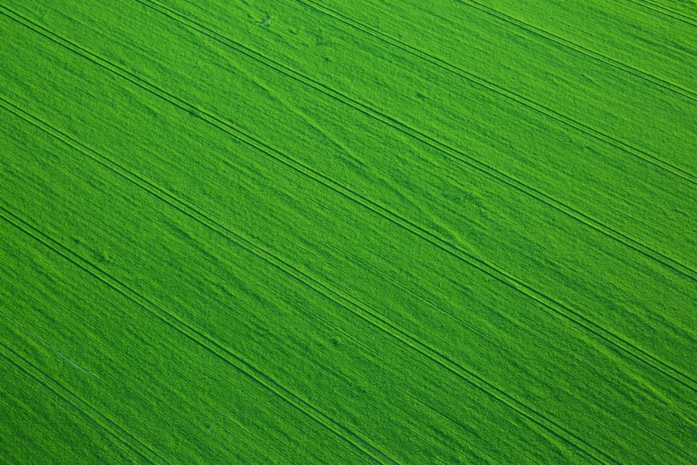 Овсяница красная для газона