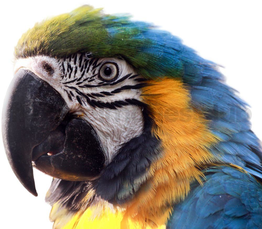 Паттерн попугаи