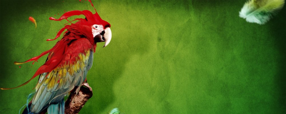 Попугай на зеленом фоне