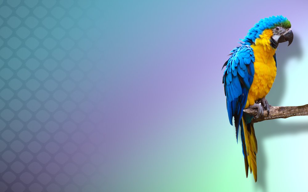 Фотообои попугаи