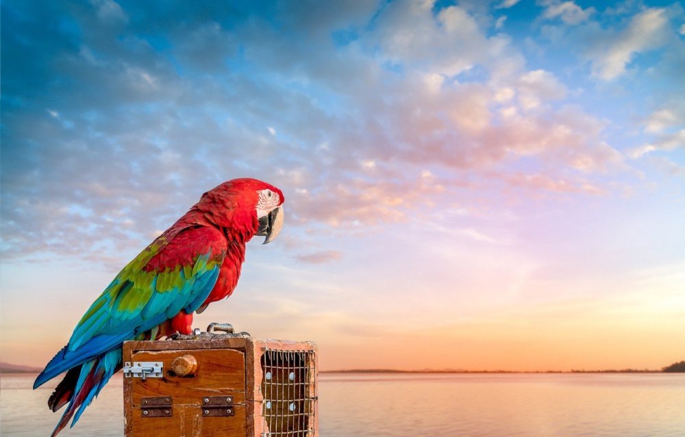 Попугай на море