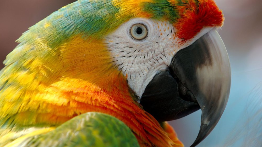 Попугай абстракция