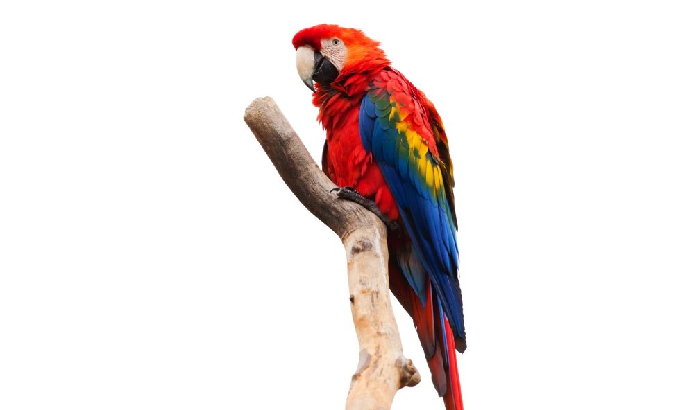 Попугаи на ветках