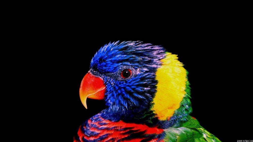 Синий попугай