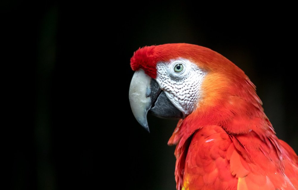Заставка на рабочий стол птица в полете