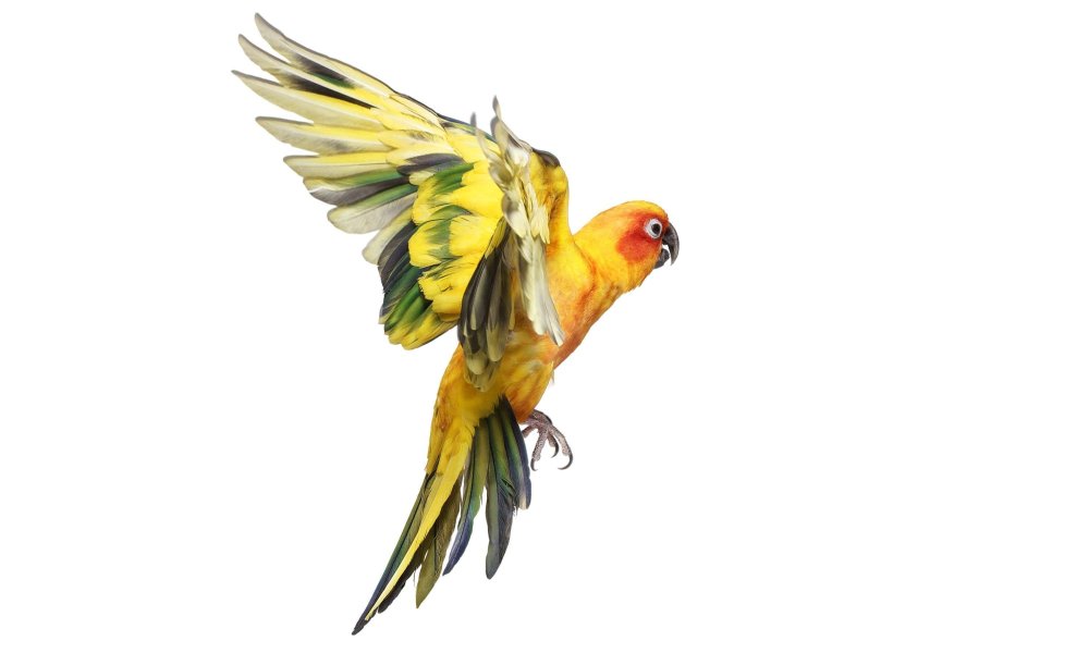 Гиацинтовый ара