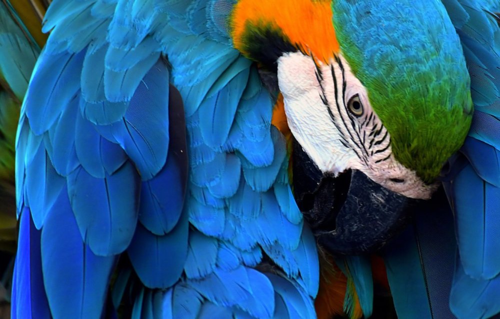 Фон с попугаями