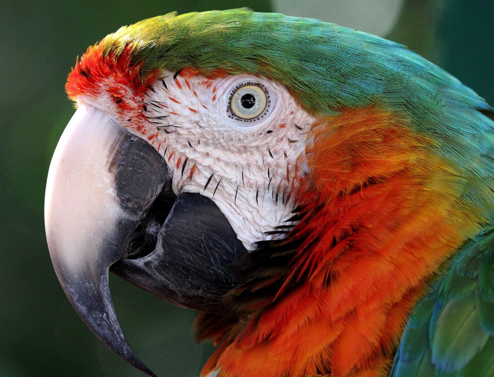4к попугай ара