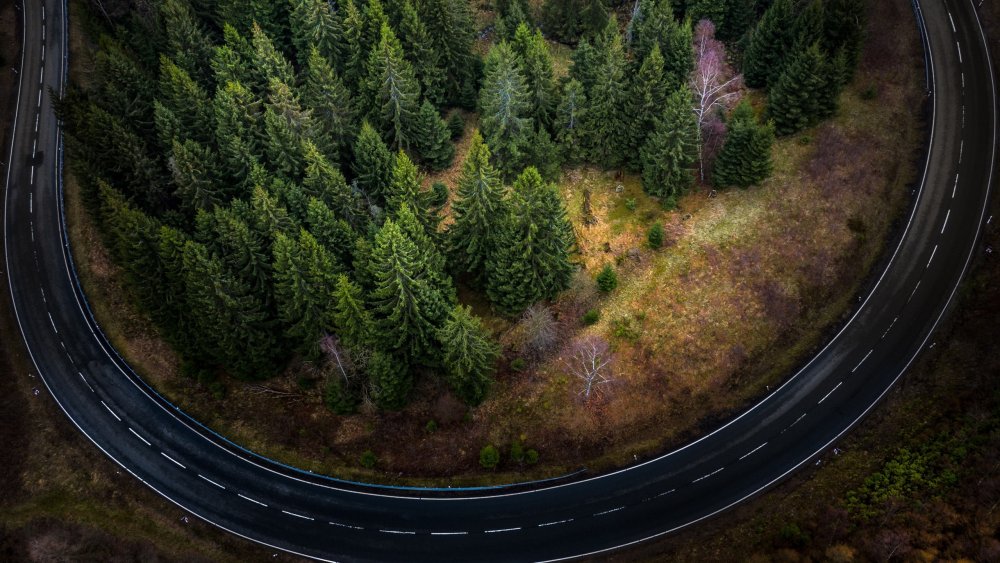 Лес вид сверху