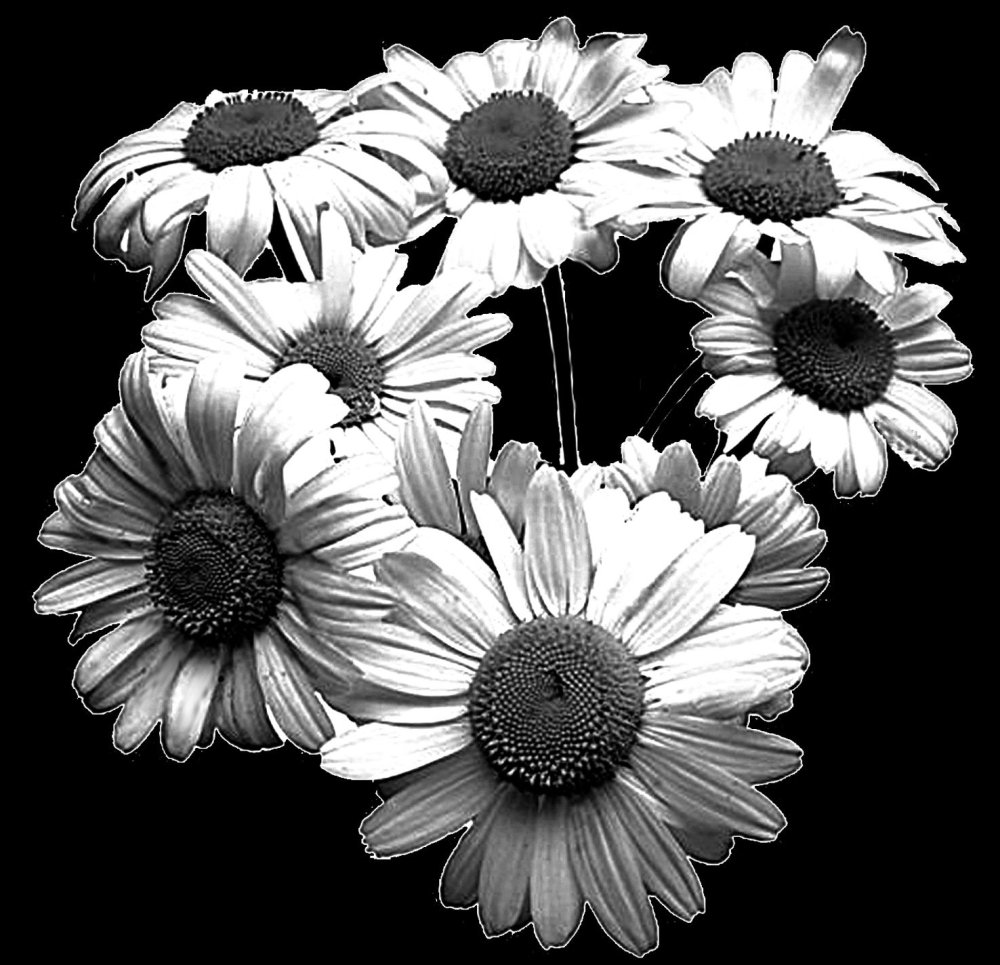 Черные ромашки