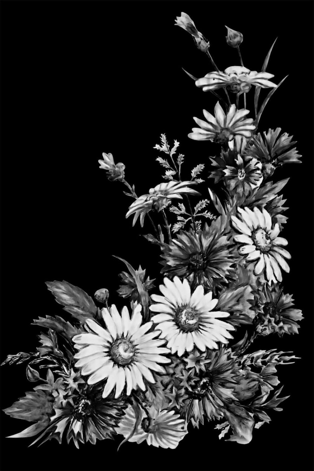 Ромашка черно белая