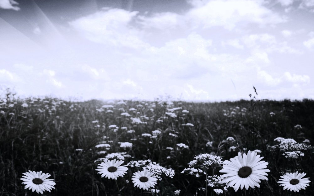 Ромашка чёрно белая