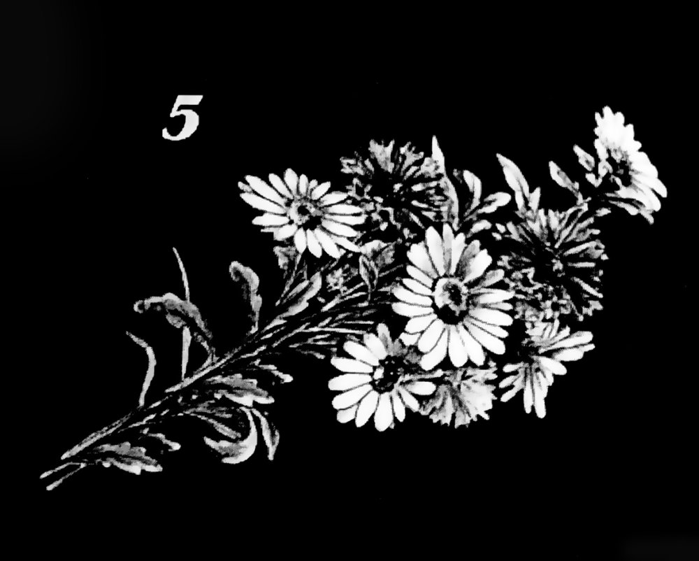 Коричневые ромашки