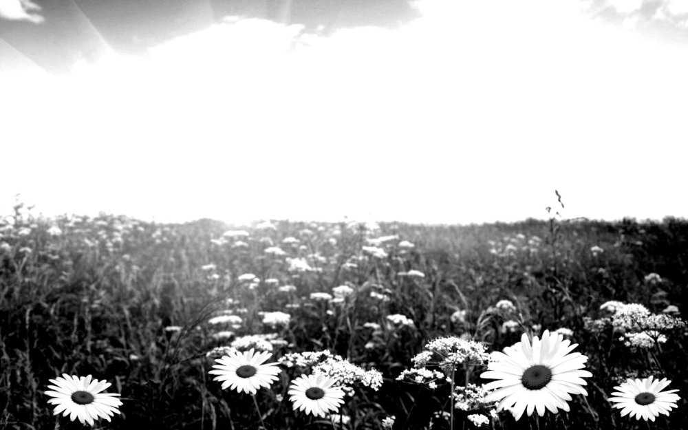 Ромашки на памятник