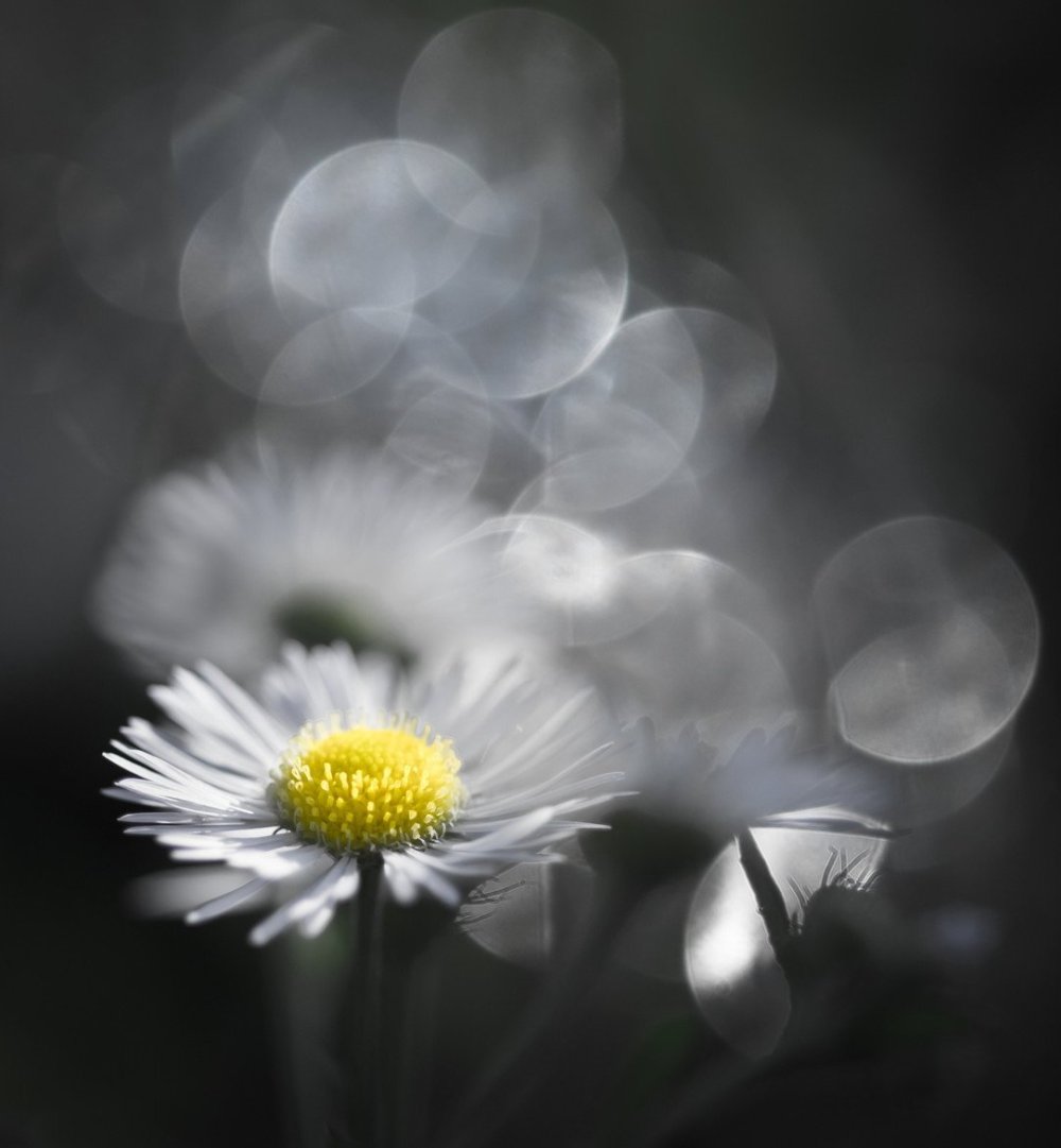 Ромашка черно белая