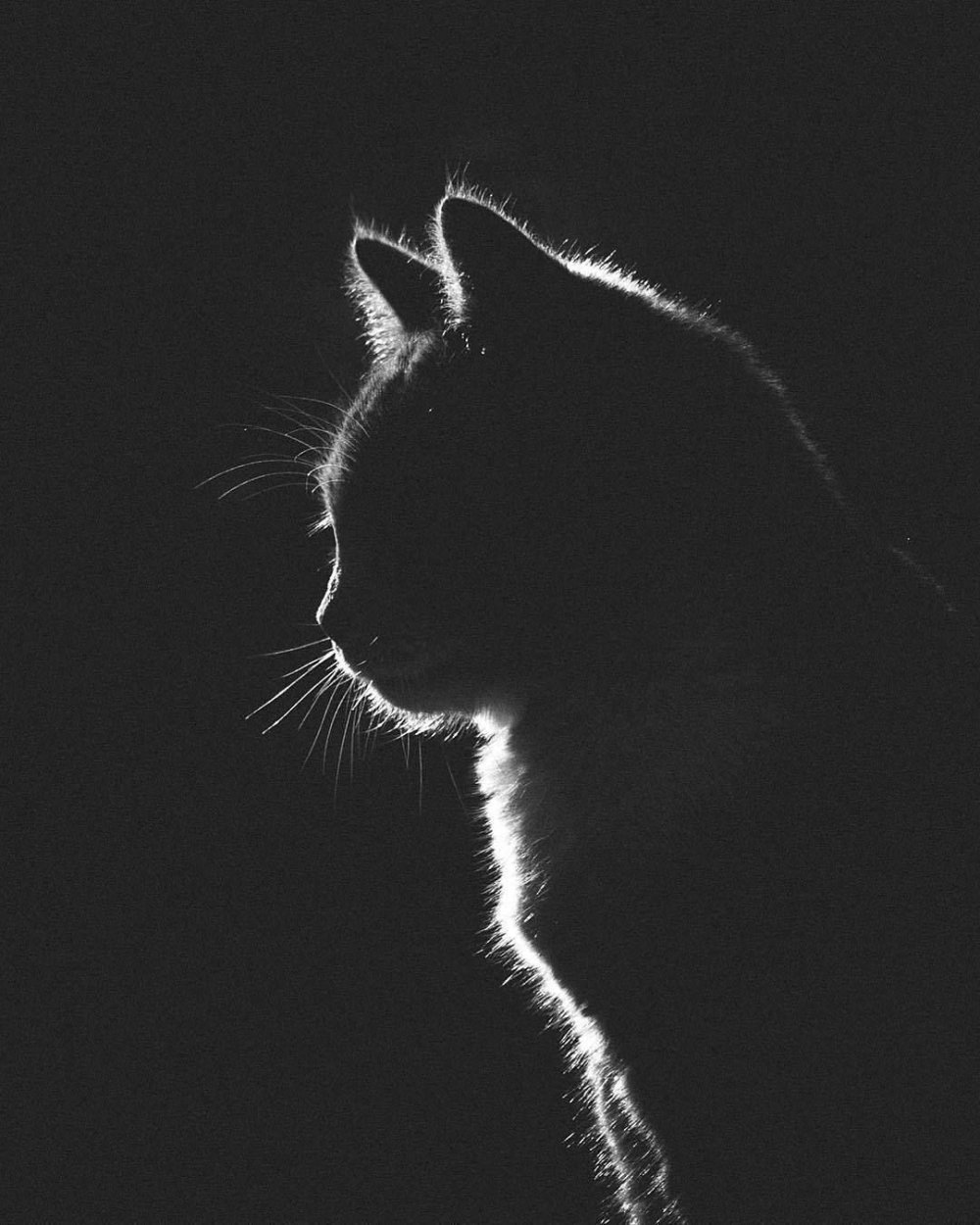 Очертание кота