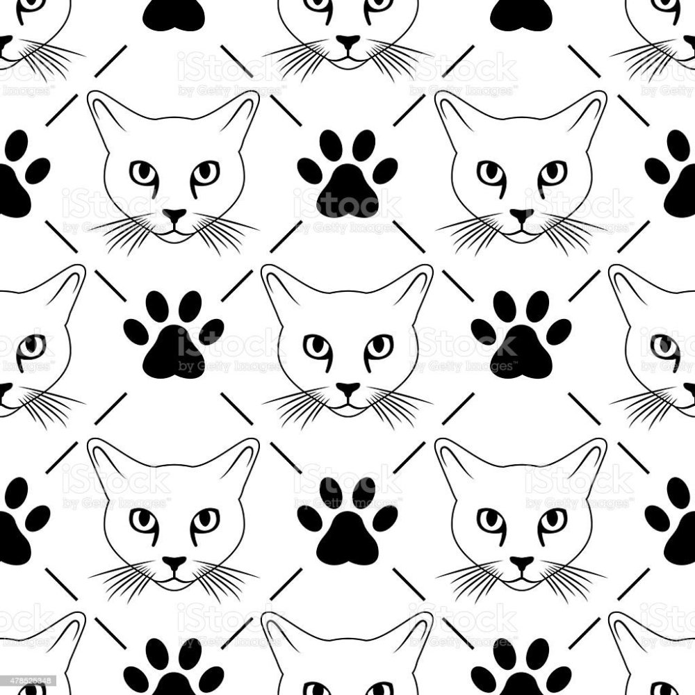 Актуальные котики