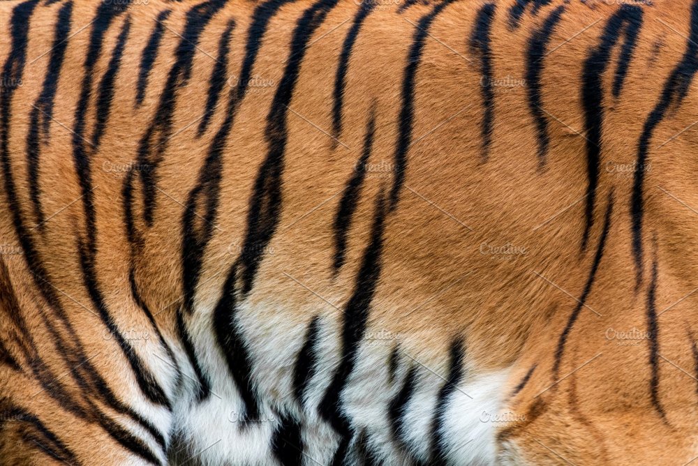 Тигриная кожа