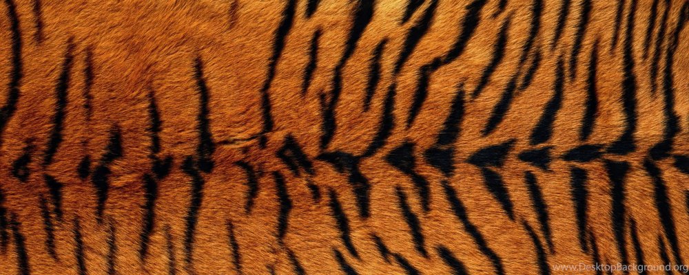 Шкура тигра текстура