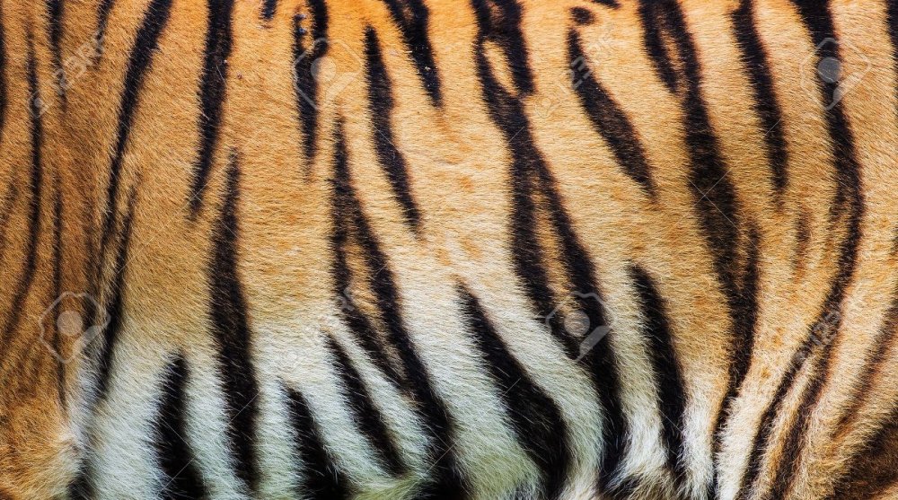 Шерсть тигра