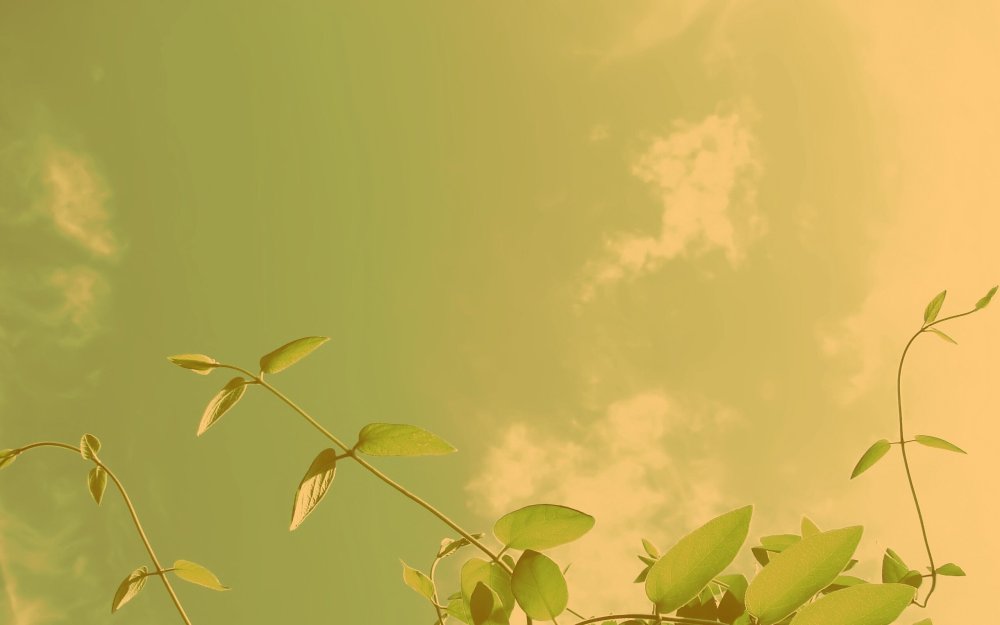 Оливковый фон