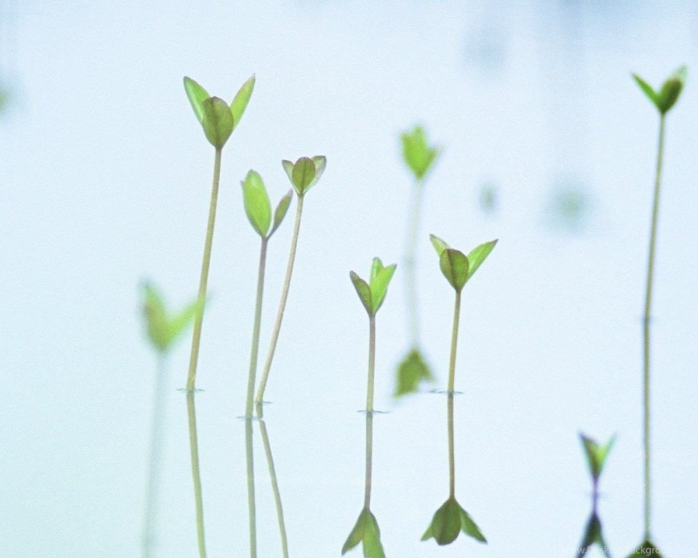 Листья Минимализм