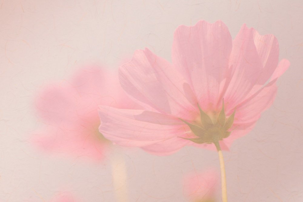 Нежные неяркие цвета