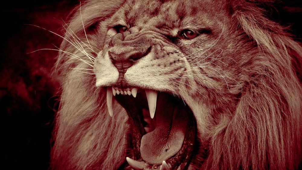 Злой Лев