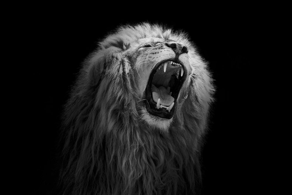 Лев рычит