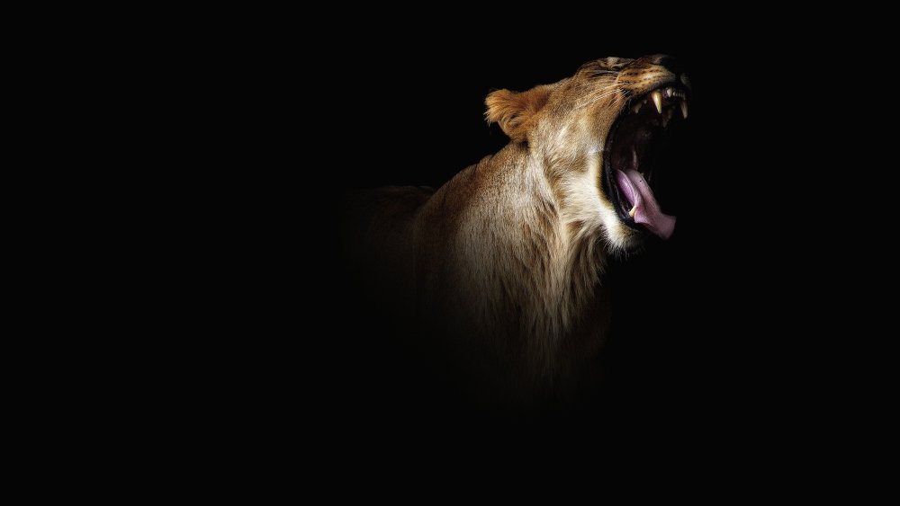 Лев на черном фоне обои