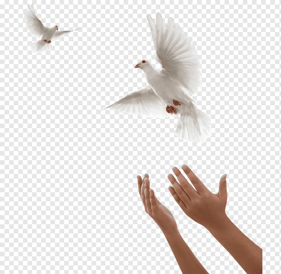 Птица на ладони