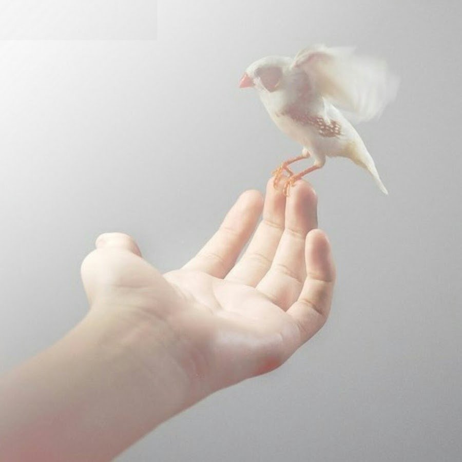 Красивый фон с птичками