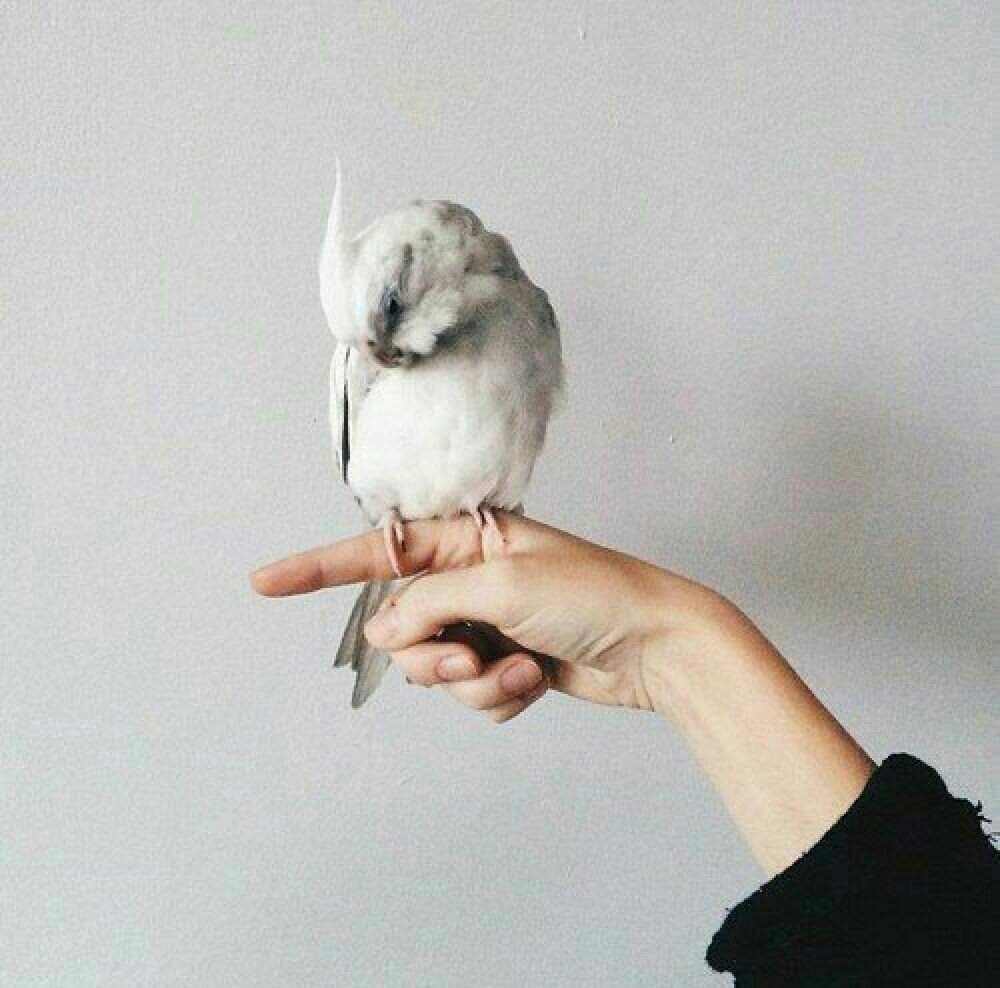 Имаджин драгон рисунок