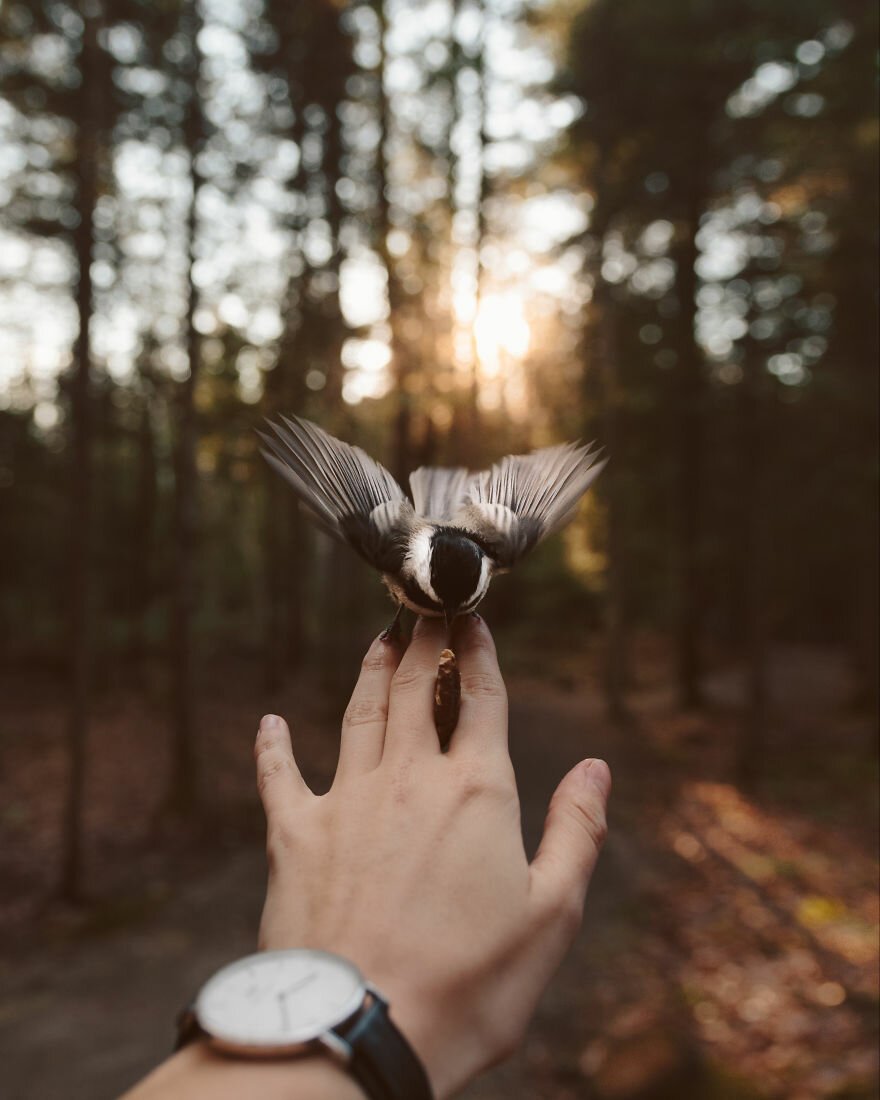 Человек птица