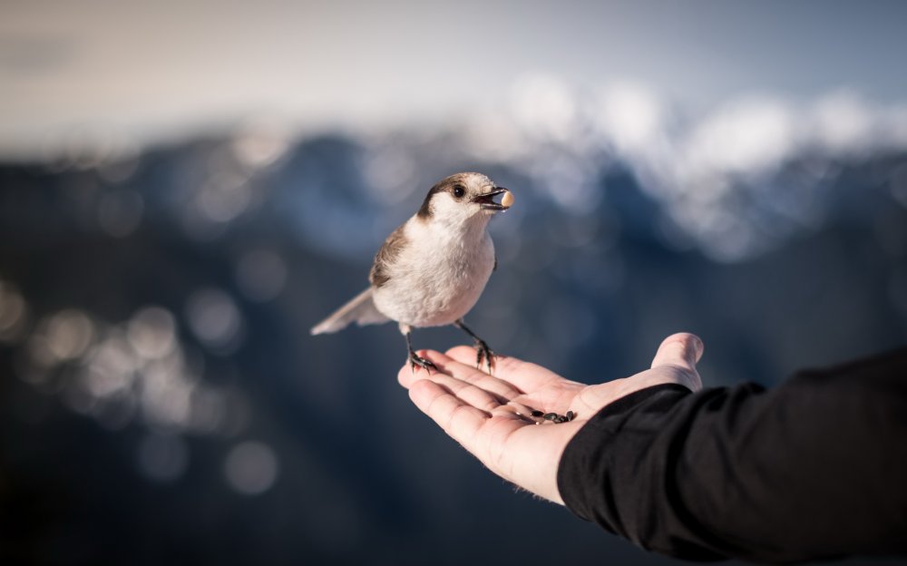 Птичка на ладошке