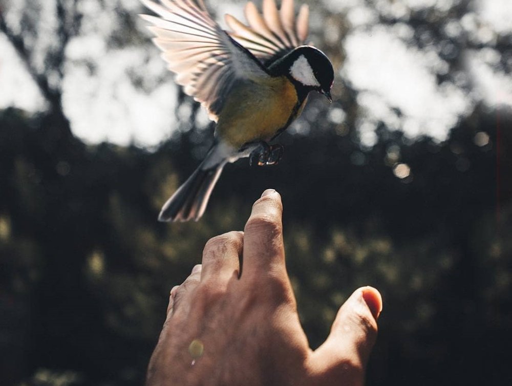 Картина ладони