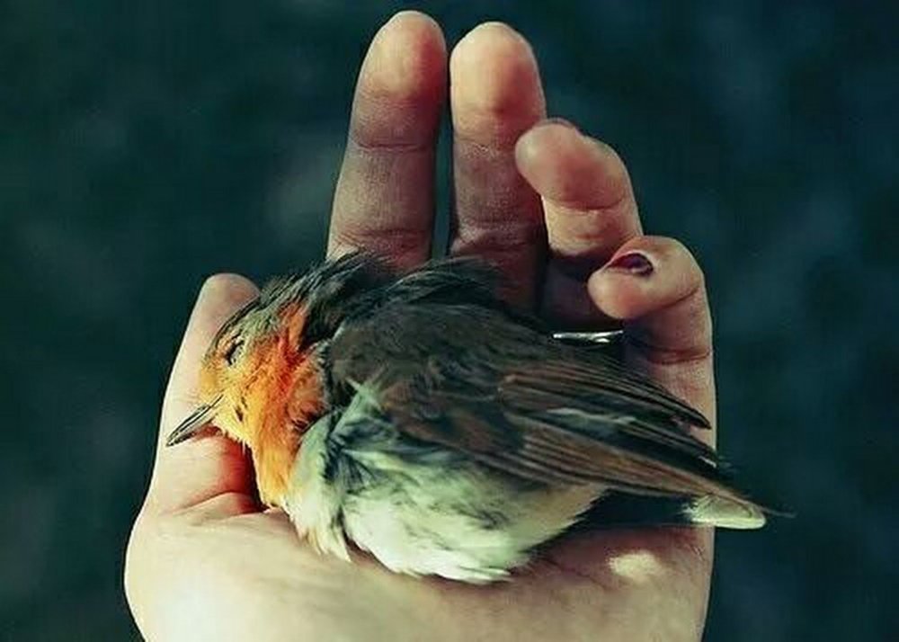 Принт птицы