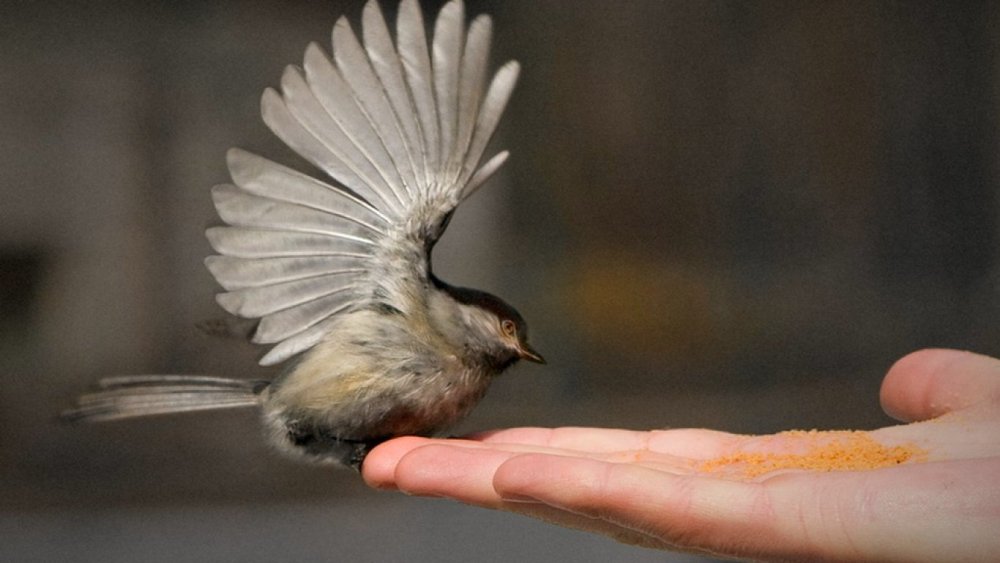 Птица на руке