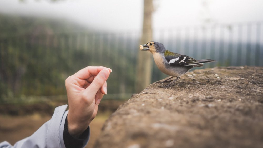 Carolyn Shores Wright картины