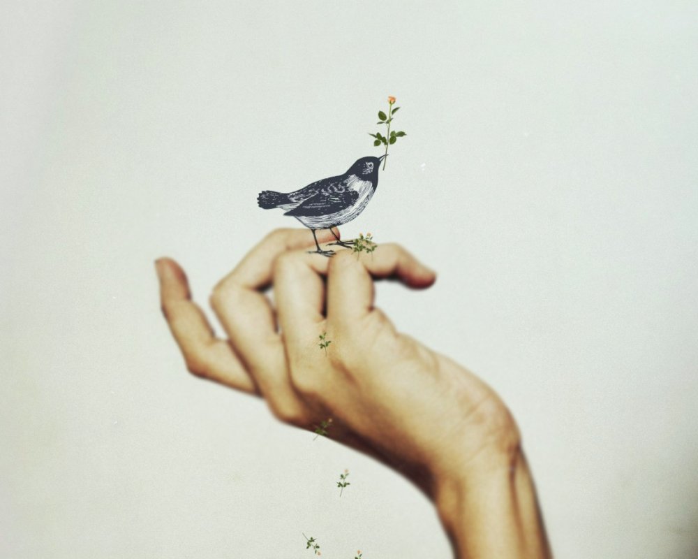 Голубь в руках