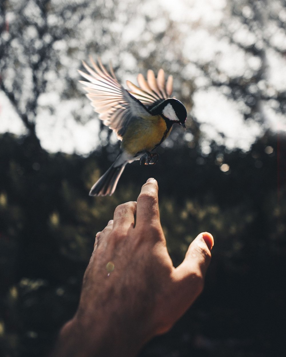 Птица на руке