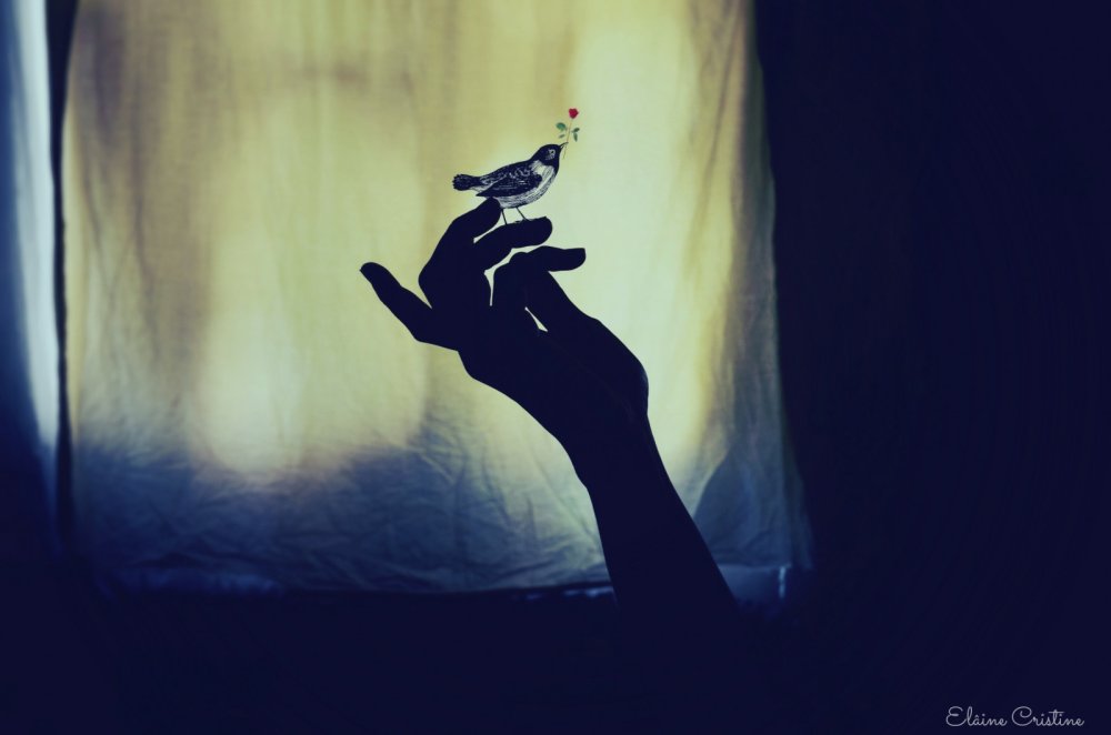 Девушка отпускает птицу