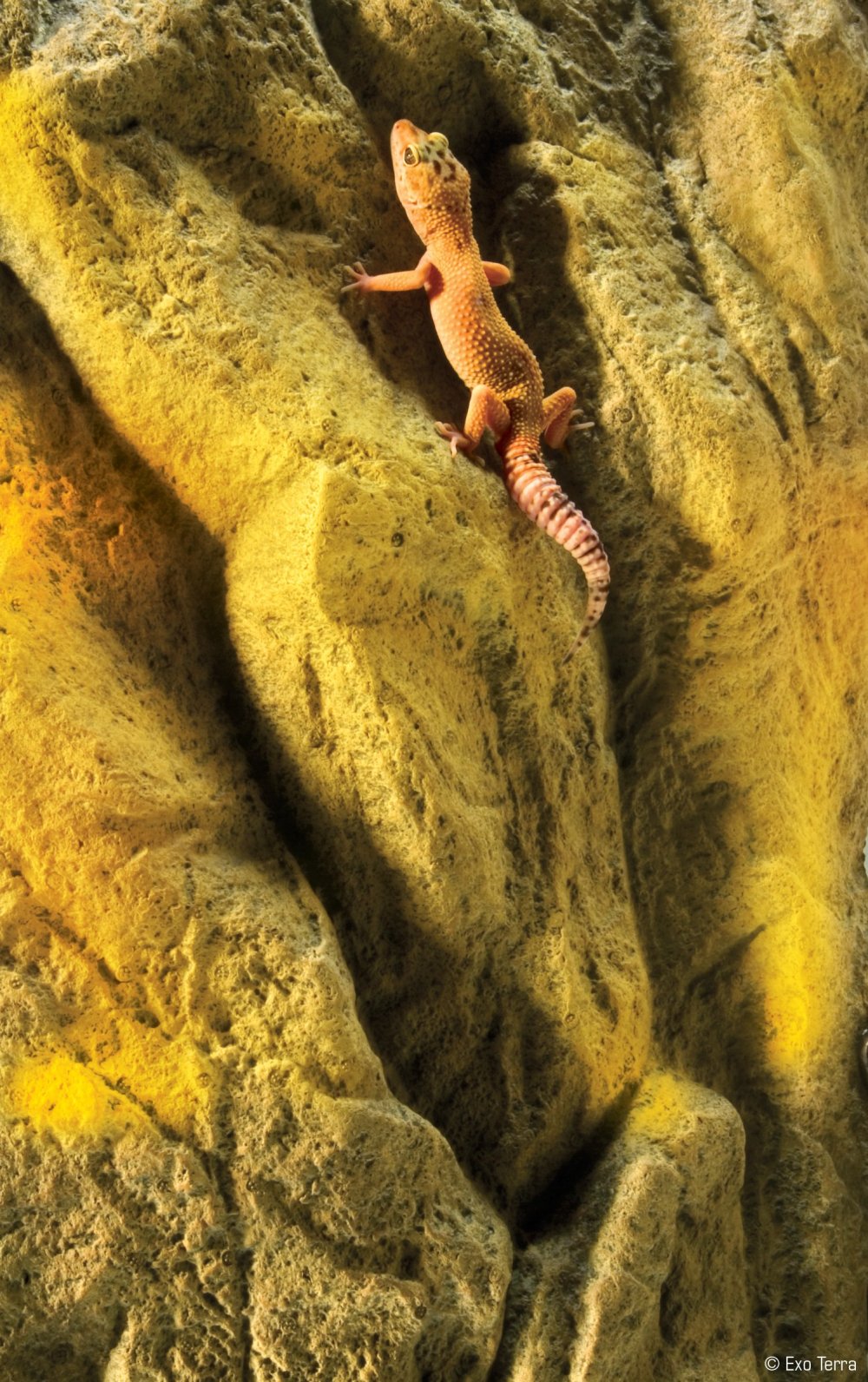 Объемный фон для террариума