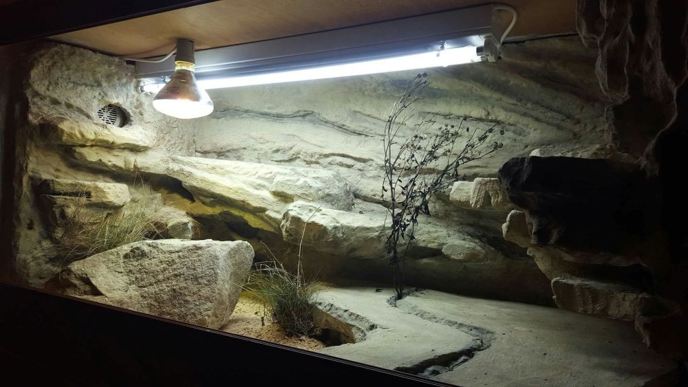 Фон для террариума 120х60