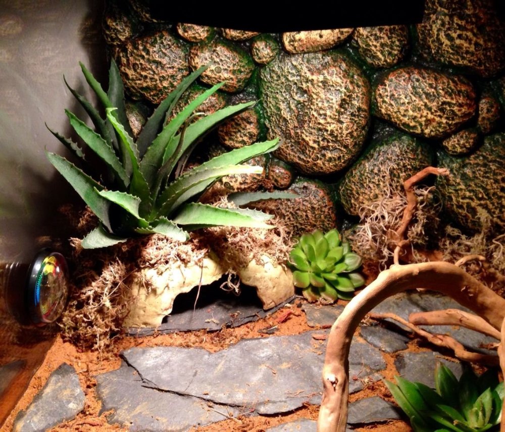 Геккон эублефар в террариуме