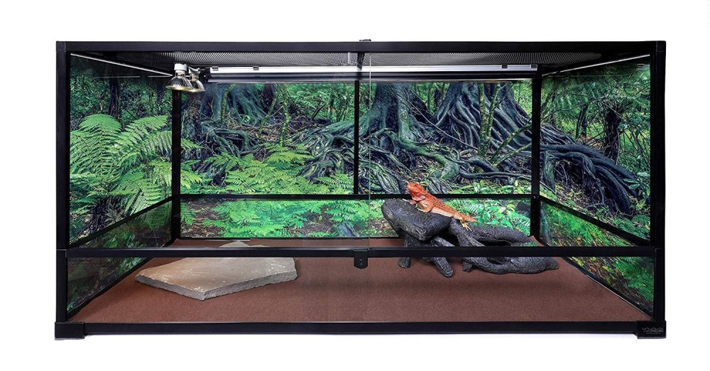 Палюдариум сфагнум