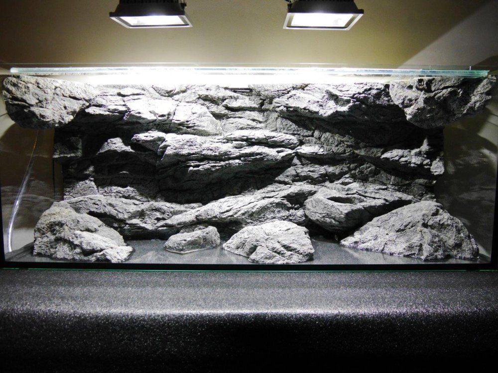 Палюдариум тропики