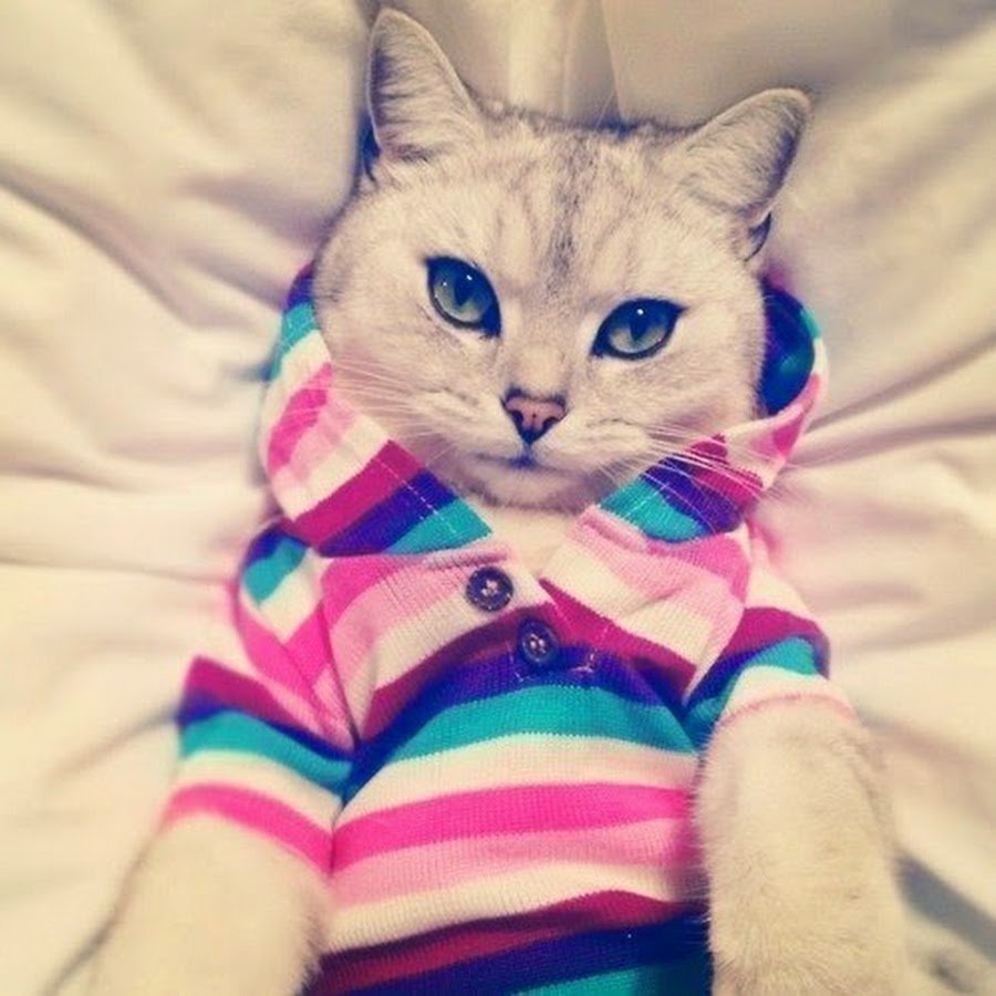 Много котиков